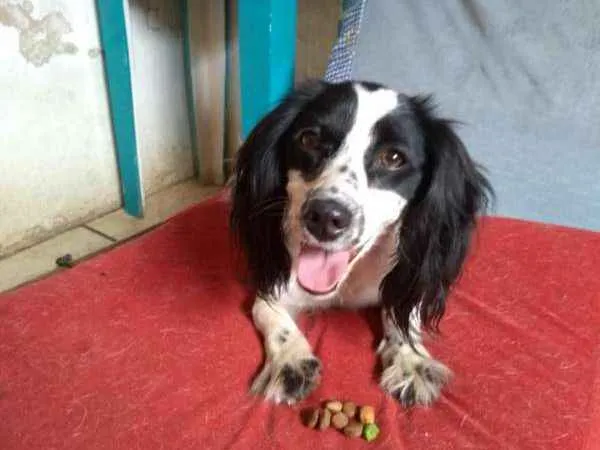 Cachorro ra a SRD idade 1 ano nome JULINHA