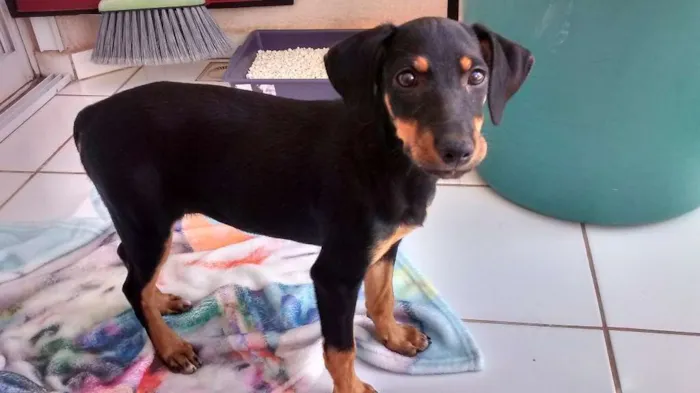 Cachorro ra a Virá lats idade 2 a 6 meses nome Não tem