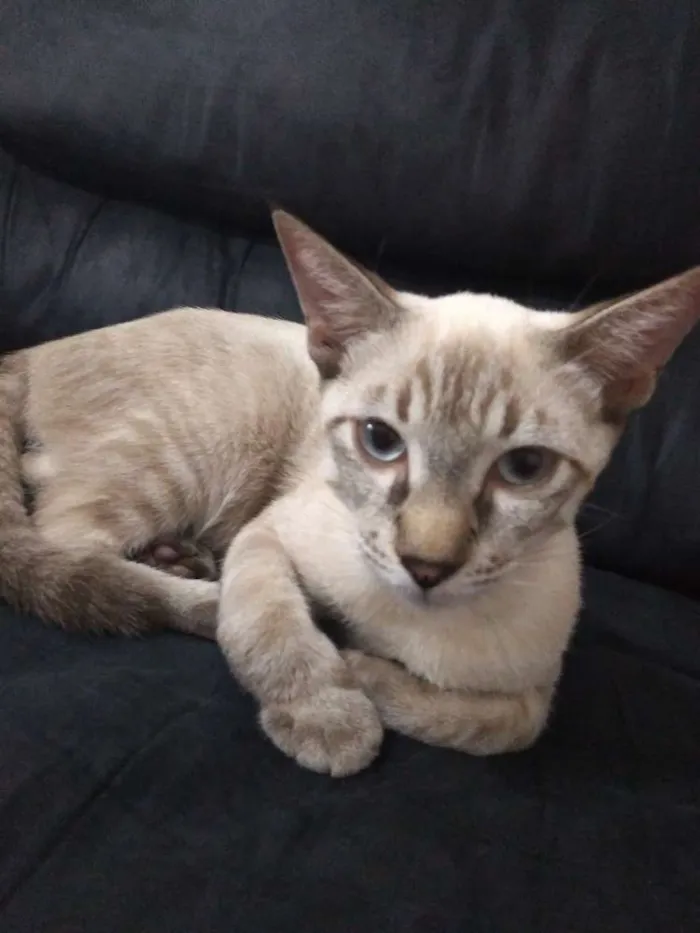 Gato ra a Tabby idade 2 a 6 meses nome Samuca