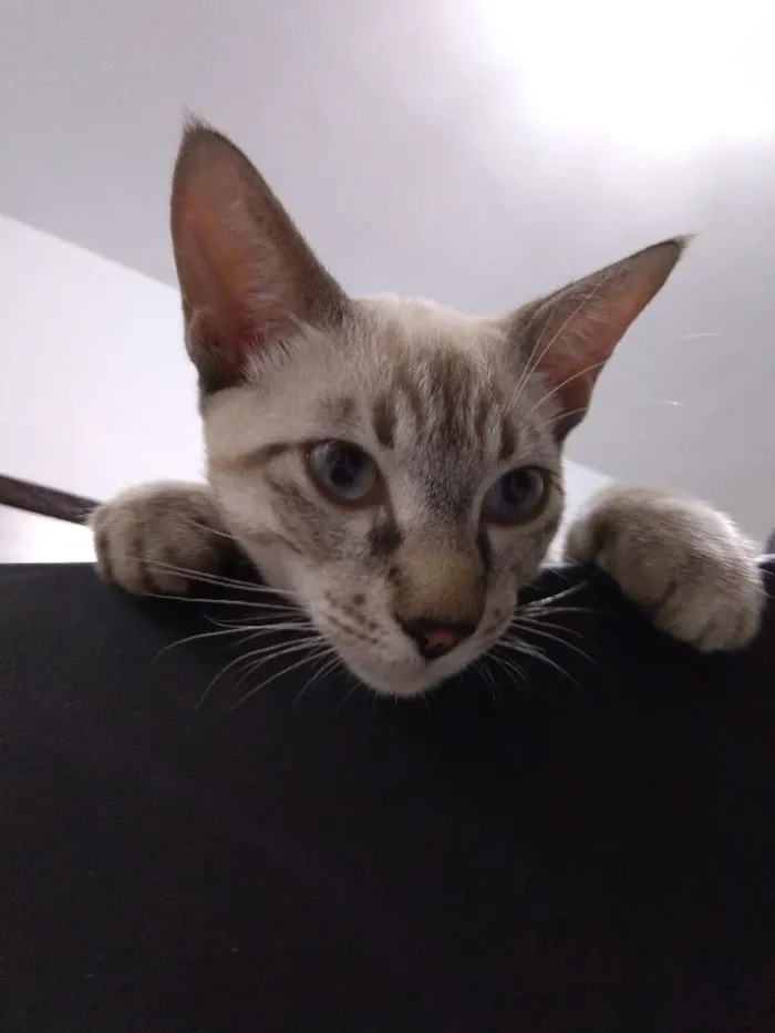 Gato ra a Tabby idade 2 a 6 meses nome Samuca