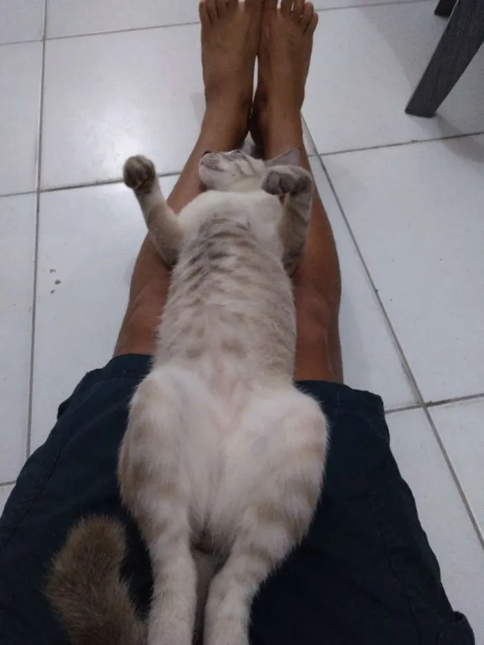 Gato ra a Tabby idade 2 a 6 meses nome Samuca
