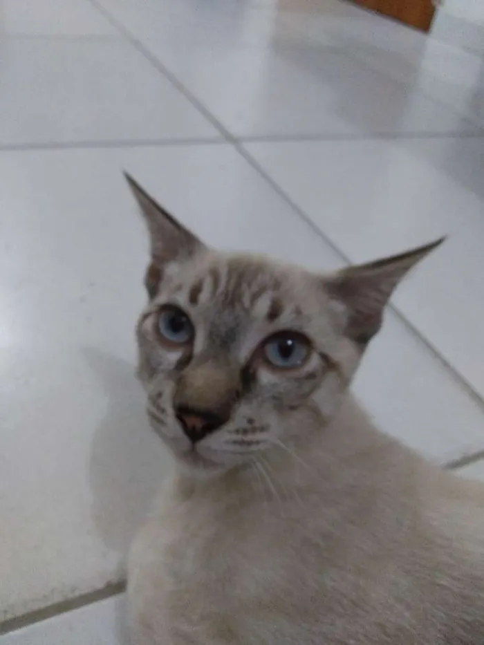 Gato ra a Tabby idade 2 a 6 meses nome Samuca