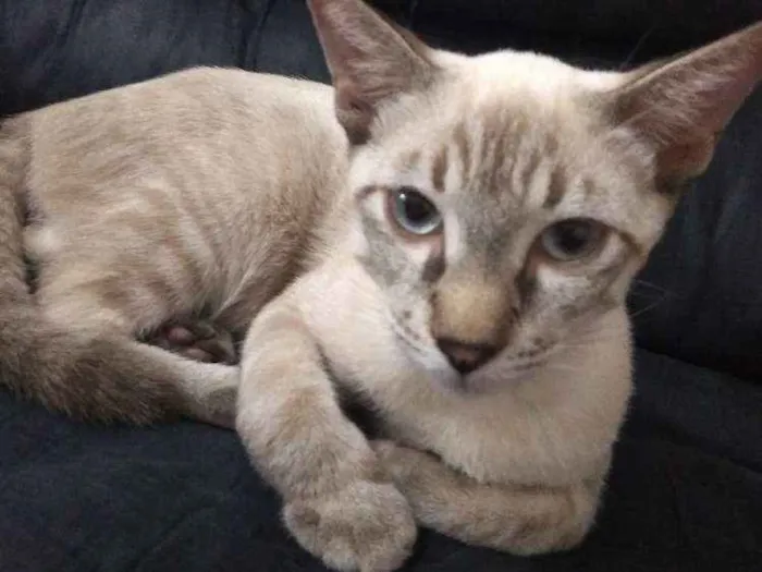 Gato ra a Tabby idade 2 a 6 meses nome Samuca