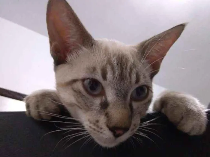 Gato ra a Tabby idade 2 a 6 meses nome Samuca