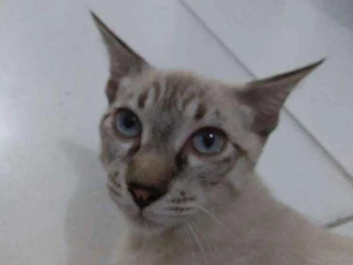 Gato ra a Tabby idade 2 a 6 meses nome Samuca
