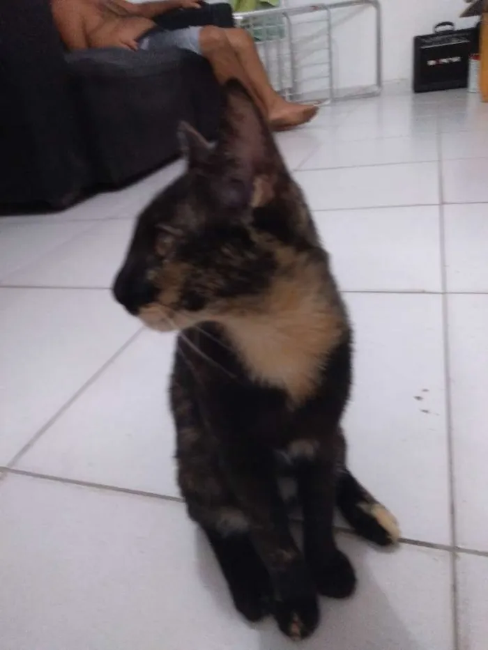 Gato ra a Tabby idade 2 a 6 meses nome Mia