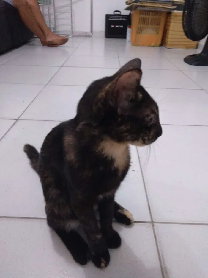 Gato ra a Tabby idade 2 a 6 meses nome Mia
