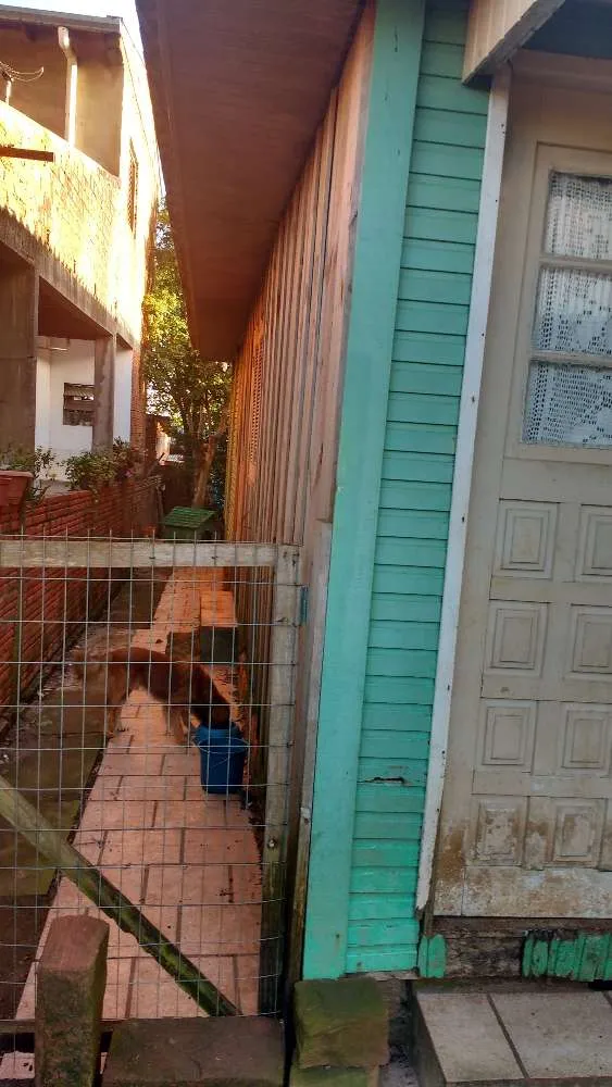Cachorro ra a Viralata idade 4 anos nome Rolisso