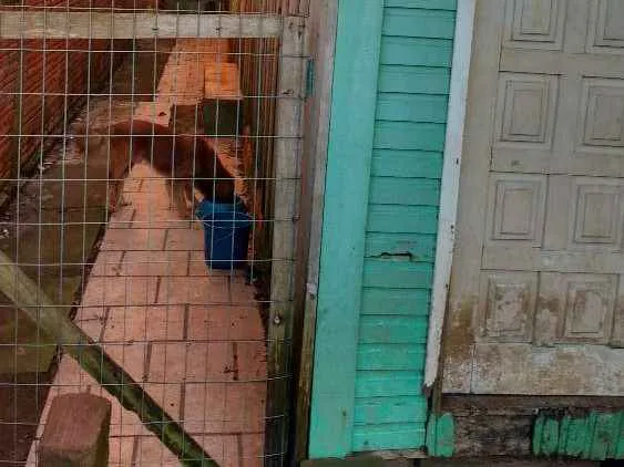 Cachorro ra a Viralata idade 4 anos nome Rolisso