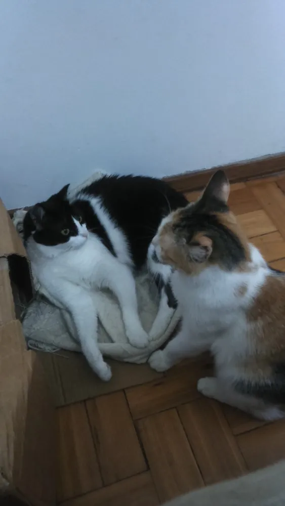 Gato raça Vira lata idade 2 anos nome Wanda e Mel