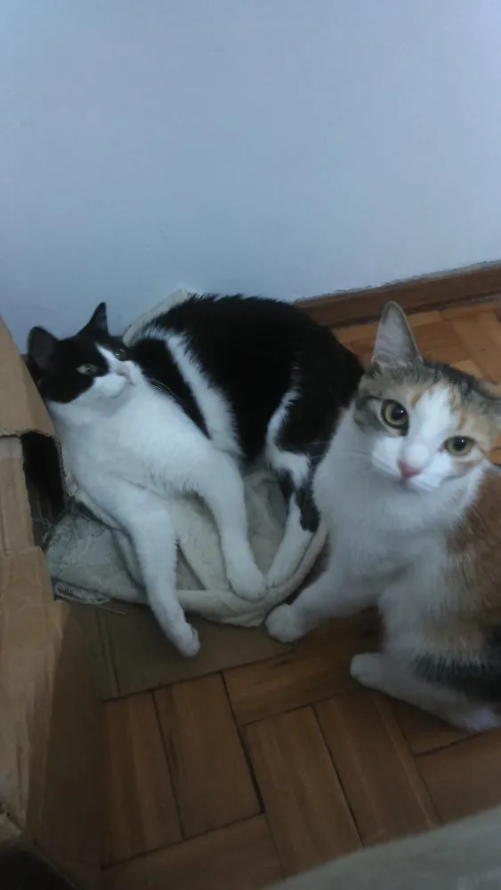 Gato raça Vira lata idade 2 anos nome Wanda e Mel