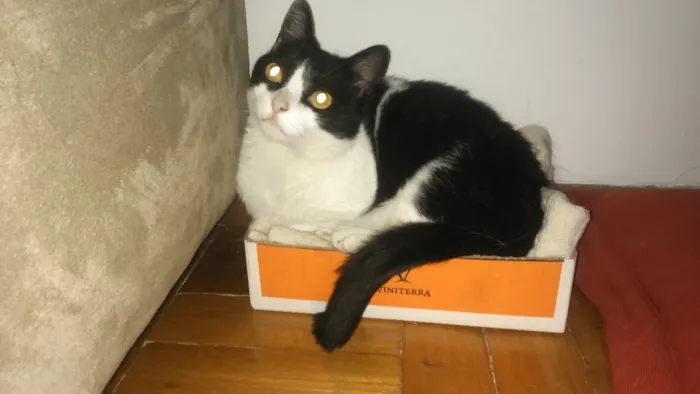 Gato raça Vira lata idade 2 anos nome Wanda e Mel