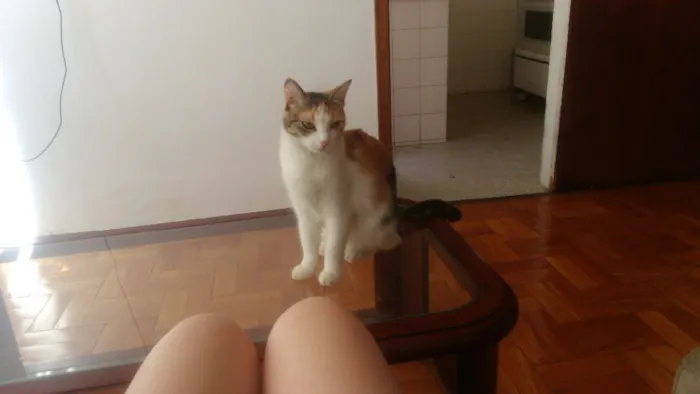 Gato raça Vira lata idade 2 anos nome Wanda e Mel
