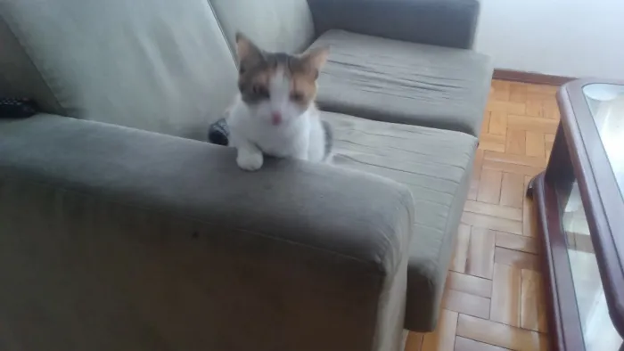 Gato raça Vira lata idade 2 anos nome Wanda e Mel