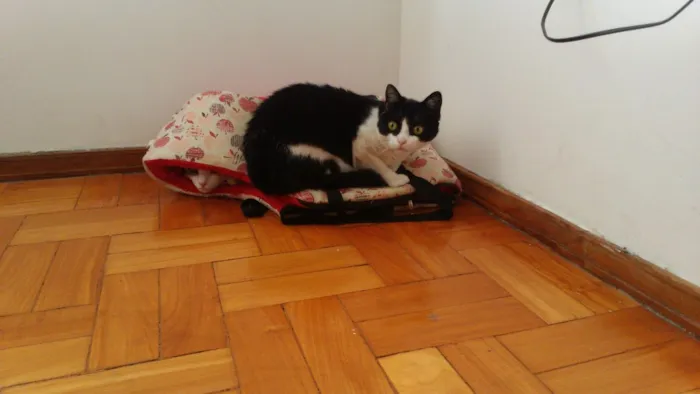 Gato raça Vira lata idade 2 anos nome Wanda e Mel