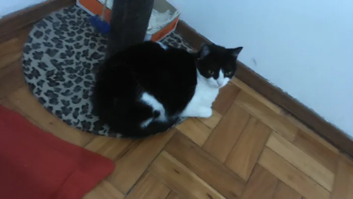 Gato raça Vira lata idade 2 anos nome Wanda e Mel