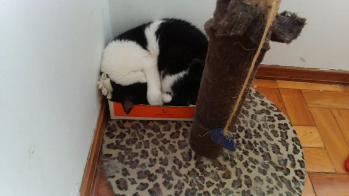 Gato raça Vira lata idade 2 anos nome Wanda e Mel