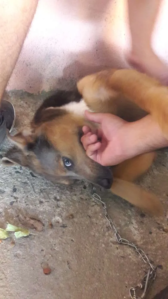 Cachorro ra a  idade 2 a 6 meses nome Sem Nome