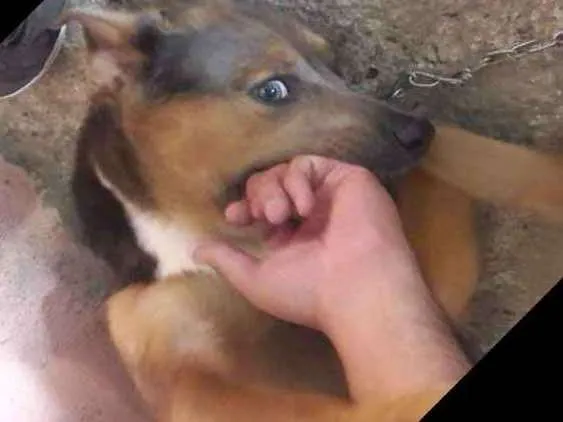 Cachorro ra a  idade 2 a 6 meses nome Sem Nome