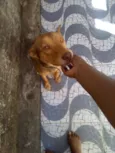 Dexter