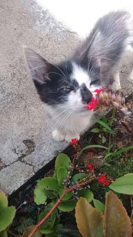 Gato ra a frajola idade Abaixo de 2 meses nome Mel