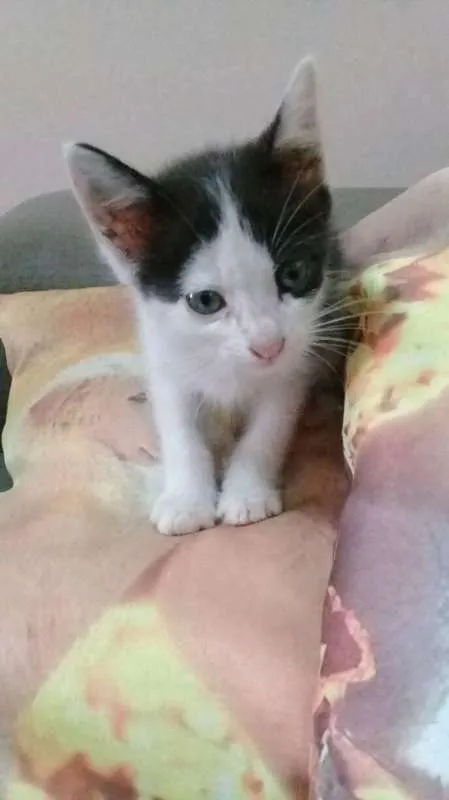 Gato ra a frajola idade Abaixo de 2 meses nome Mimi