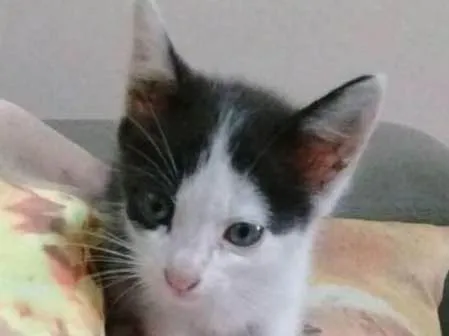 Gato ra a frajola idade Abaixo de 2 meses nome Mimi