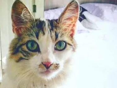 Gato raça Angora idade 2 anos nome Mia