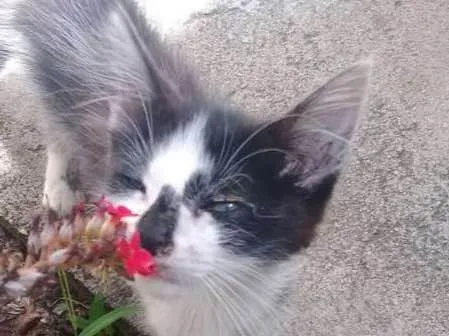 Gato ra a frajola idade Abaixo de 2 meses nome Mel