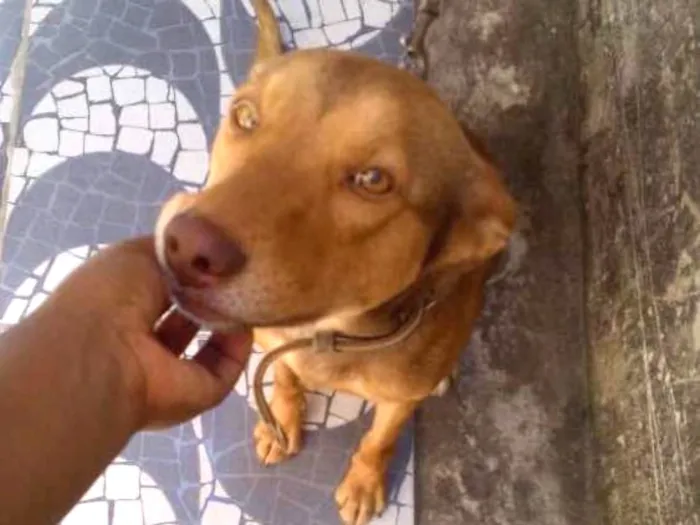 Cachorro ra a Misturado idade 2 anos nome Dexter