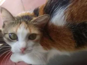 Gato raça Vira lata idade 2 anos nome Wanda e Mel
