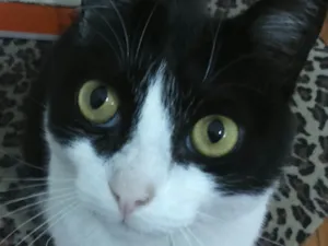 Gato raça Vira lata idade 2 anos nome Wanda e Mel