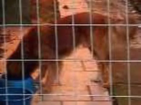 Cachorro ra a Viralata idade 4 anos nome Rolisso