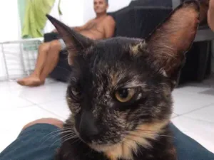 Gato raça Tabby idade 2 a 6 meses nome Mia