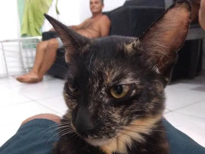 Gato ra a Tabby idade 2 a 6 meses nome Mia