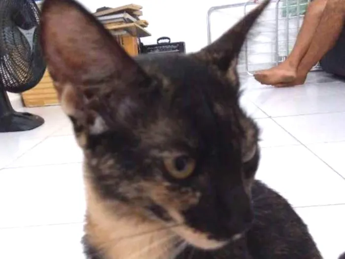 Gato ra a Tabby idade 2 a 6 meses nome Mia
