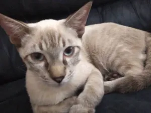 Gato raça Tabby idade 2 a 6 meses nome Samuca