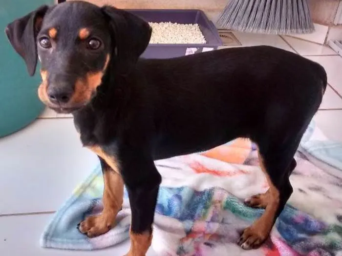 Cachorro ra a Virá lats idade 2 a 6 meses nome Não tem