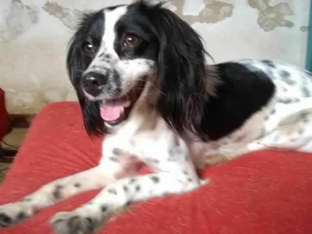 Cachorro ra a SRD idade 1 ano nome JULINHA