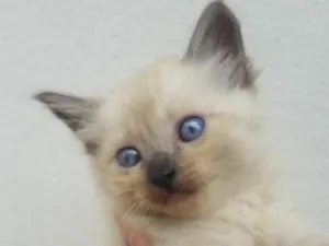 Gato raça não tem raça  idade 2 a 6 meses nome Gatinhos