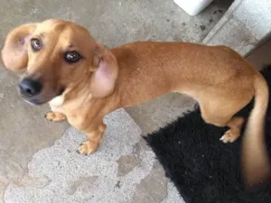 Cachorro raça Srd idade 1 ano nome Bruno