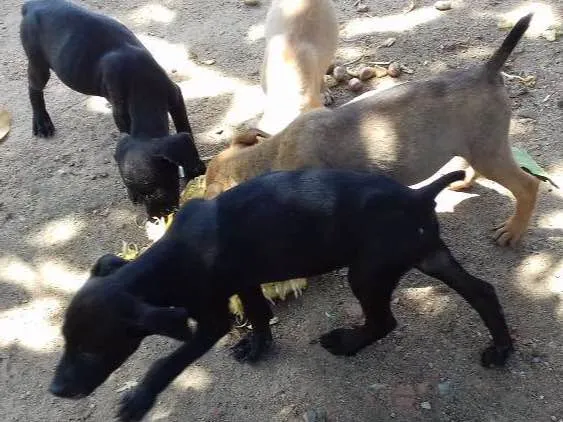 Cachorro ra a Vira lata idade 2 a 6 meses nome Não tem