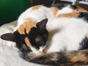 Gato raça SRD idade 1 ano nome Chocho 