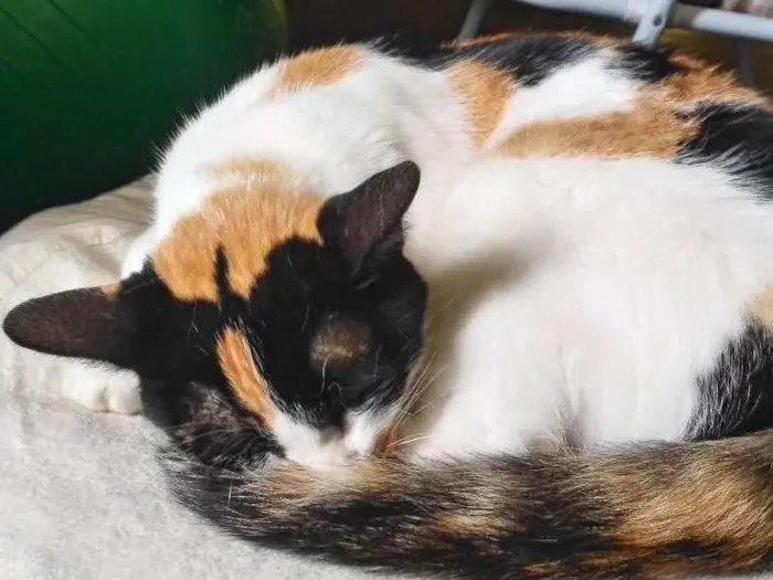 Gato ra a SRD idade 1 ano nome Chocho 