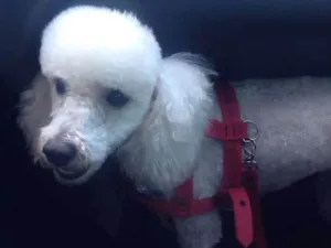 Cachorro raça Poodle idade 1 ano nome Aquiles