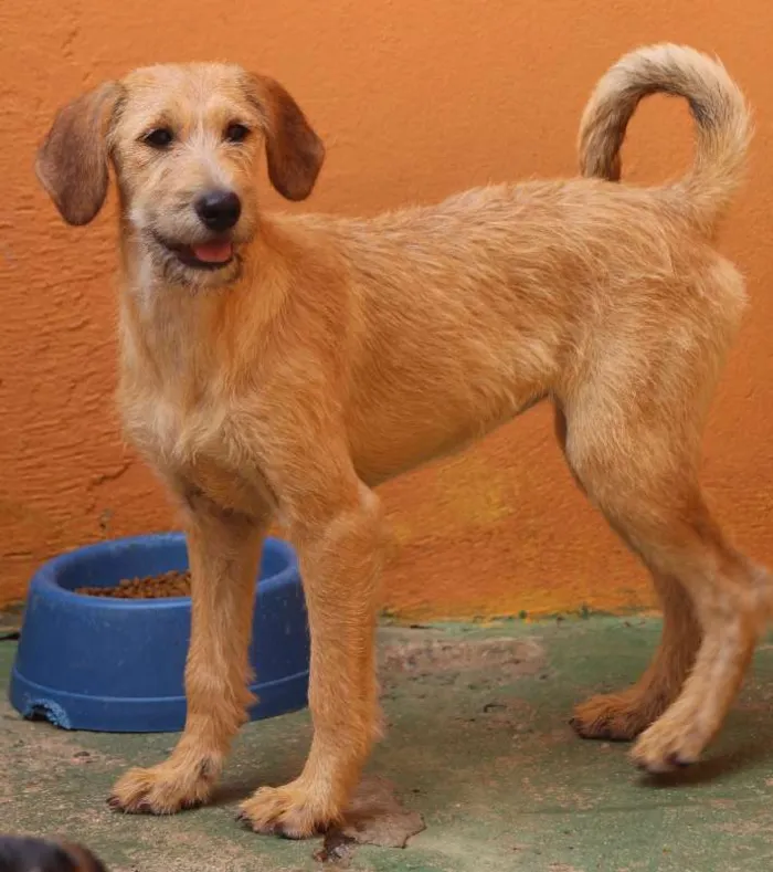 Cachorro ra a  idade 2 a 6 meses nome Maya Filhotinha