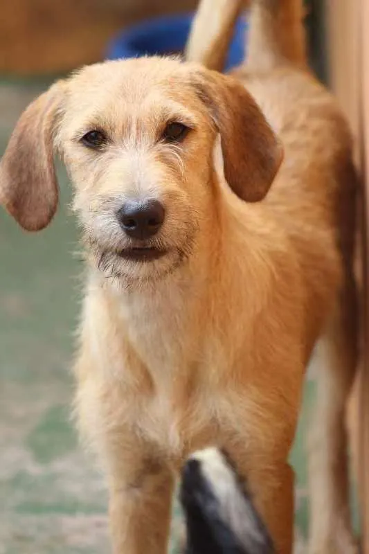 Cachorro ra a  idade 2 a 6 meses nome Maya Filhotinha
