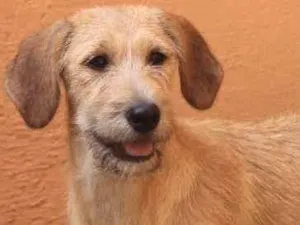 Cachorro raça  idade 2 a 6 meses nome Maya Filhotinha