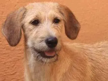 Cachorro ra a  idade 2 a 6 meses nome Maya Filhotinha