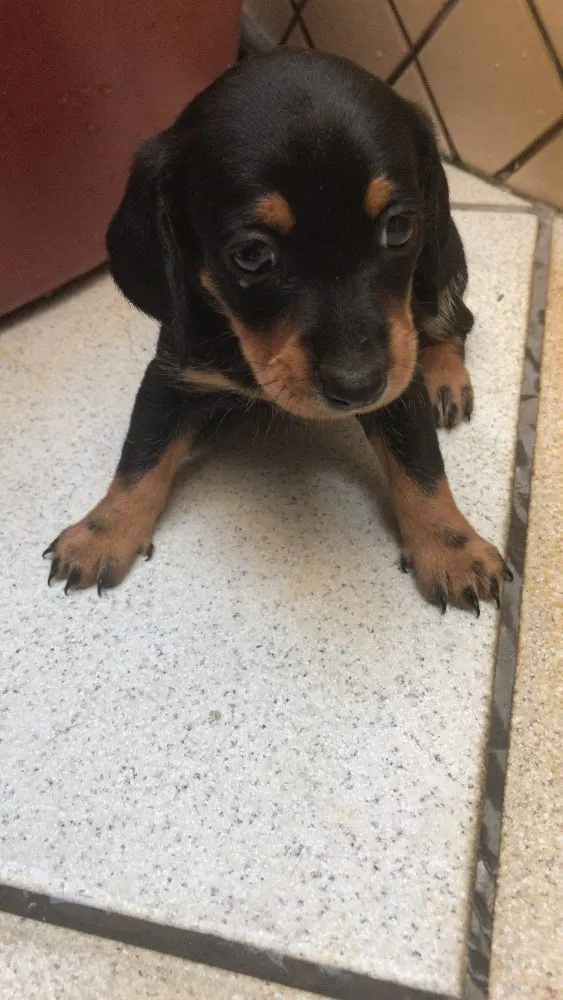 Cachorro ra a Mestiça  idade Abaixo de 2 meses nome Ameixa 